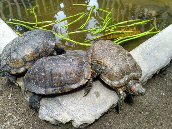 Turtle Conservation and Education Centre